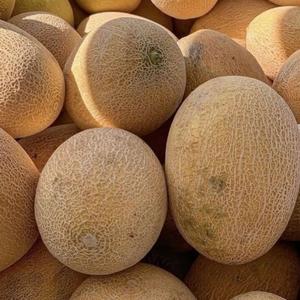 เมลอนคันตาลูปพรีเมียมสดใหม่จากธรรมชาติ - รสหวานเข้มข้น - Product Image 6