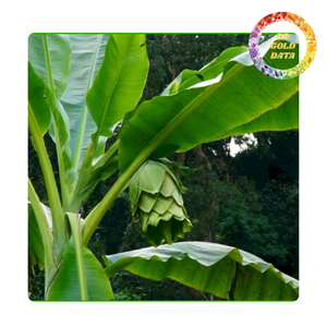 Feuilles de bananier congelées pour la cuisson traditionnelle, emballage pour les marchés mondiaux - Product Image 5