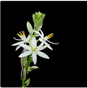 Chlorophytum borivilianum ในราคาขายส่ง - Product Image 5