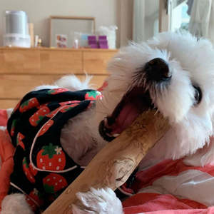 Bâton écologique de nettoyage des dents à mâcher pour chien en bois de café et anti-stress pour chiens de petite à moyenne taille - Product Image 2