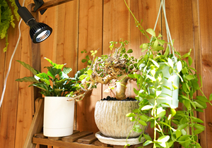 ไฟ LED ปลูกพืชสีธรรมชาติสำหรับในร่ม - Product Image 3