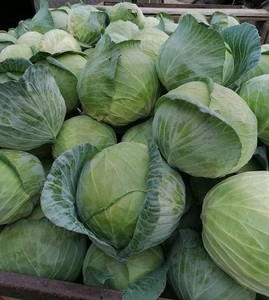 Repollo fresco orgánico de la mejor calidad a la venta - Product Image 1