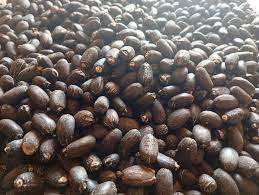 Graines de jatropha séchées biologiques naturelles à vendre - Product Image 3