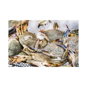 Crabe nageur bleu à vendre disponible en vrac à des prix compétitifs - Product Image 6