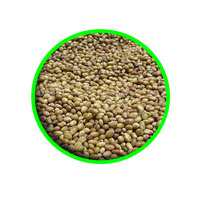 Semillas de trébol Barseem | Excelente Cultivo de forraje para lácteos y ganado