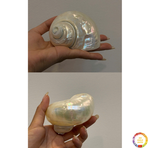 Artesanías de conchas marinas, auténticos elementos de concha natural para proyectos de arte, artículos de decoración hechos a mano, Vietnam - Product Image 4