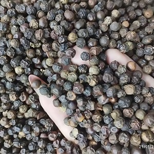 Especias individuales de Vietnam de alta calidad, pimienta negra seca con proceso de secado de anuncios, precios de exportación certificados - Product Image 5