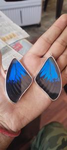 Excellente collection 2024 ailes de papillon naturelles prix de gros qualité et texture incroyables prix d'usine Wow couleur et forme - Product Image 6