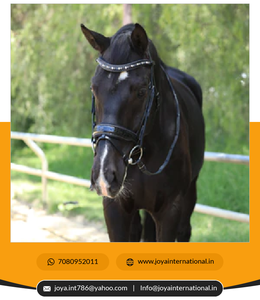 ชุดเดรสอาร์จินีลดีไซน์ใหม่อัจฉริยะ - Product Image 3