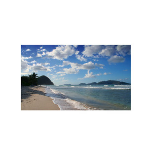 Troncos de haya de calidad superior para artículos de madera duraderos y hermosos disponibles a granel - Product Image 2