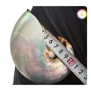 Concha de Nautilus, Artículo Decorativo para el Hogar, Concha Marina Natural en Espiral para Exhibición y Decoración Artística - Product Image 5