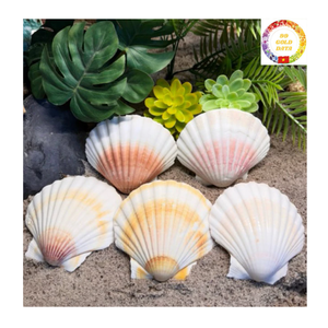 Auténticas conchas de vieiras vietnamitas, conchas marinas naturales crudas para arte hecho a mano, presentación culinaria y decoración de interiores - Product Image 4