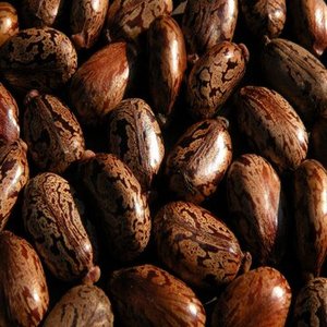 Graines de ricin de Zanzibar géantes-Durée de conservation naturelle de 24 mois pour la consommation humaine - Product Image 4