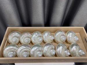 Premium Turbo Seashell Glass Cup Auténtico diseño hecho a mano Natural y elegante Perfecto para beber suministro a granel - Product Image 2