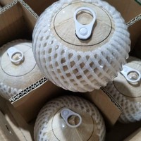 Coco Pulido Abierto de Vietnam |   Apariencia de Carcasa Blanca y Limpia |   Servicio Fácil para Cafeterías y Bares de Smoothies |   Marca TINIMEX |   25 Días