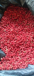 VANILLE HARVEST Grains de poivre rose de Madagascar (Baies Roses) Qualité supérieure Récolte sauvage Emballage sous vide 99% de pureté Baies séchées 24 - Product Image 2