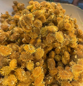 Ingrédient à base de plantes séchées de fruit de Xanthium de haute qualité pour les tisanes et les remèdes traditionnels - Product Image 1