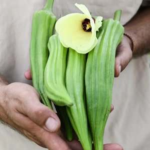 Fresh Premium Grade Dark Shining Green Ladyfinger Okra in 25kg Poly Bags Bulk Supply From UK Origin Available - Product Image 3