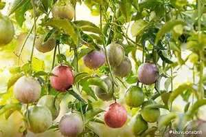 PULPE DE FRUIT DE PASSION CONGELÉE DE PLANTE PURE AVEC SUPPORT IMMUNITAIRE D'ÉTIQUETTE PROPRE - Product Image 6