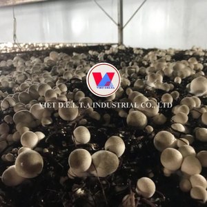 Setas de paja congeladas grandes de alta calidad, precio al por mayor, originarias de Vietnam - Product Image 5