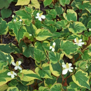 Dibl Ampolla Facial Antienvejecimiento con Ácido Hialurónico, Desarrollada en Corea, Suero Hidratante con Extracto de Pescado, Menta y Houttuynia Cordata - Product Image 6