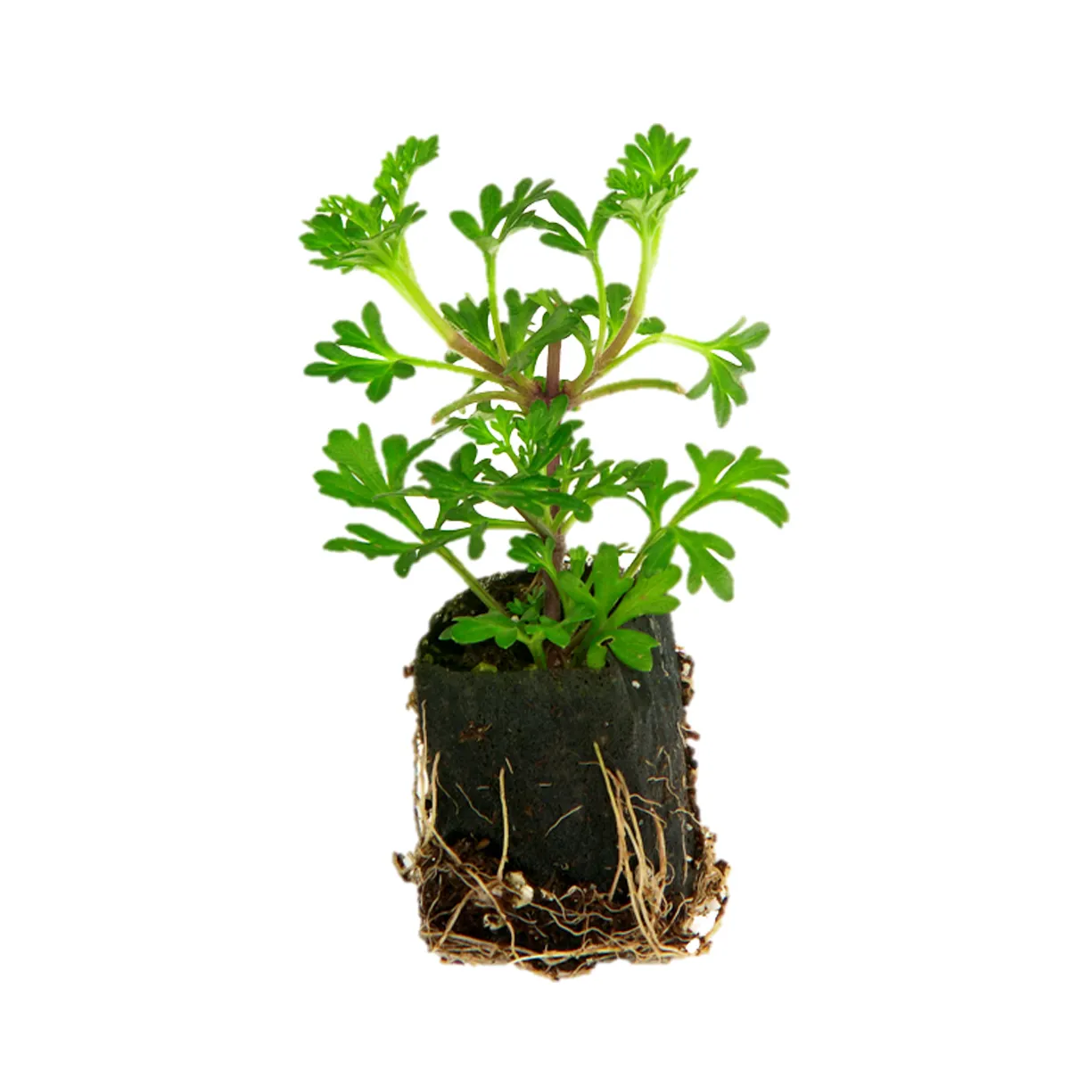 곱셈 플러그 성장 플러그 묘목 FERTISS 플러그 벌크 3x5 식물 화분 정원 씨앗 시작 성장 정원 식물 번식