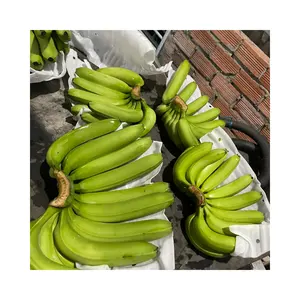 Farm-Direct Cavendish Bananas: Ripe and Ready for Shipment