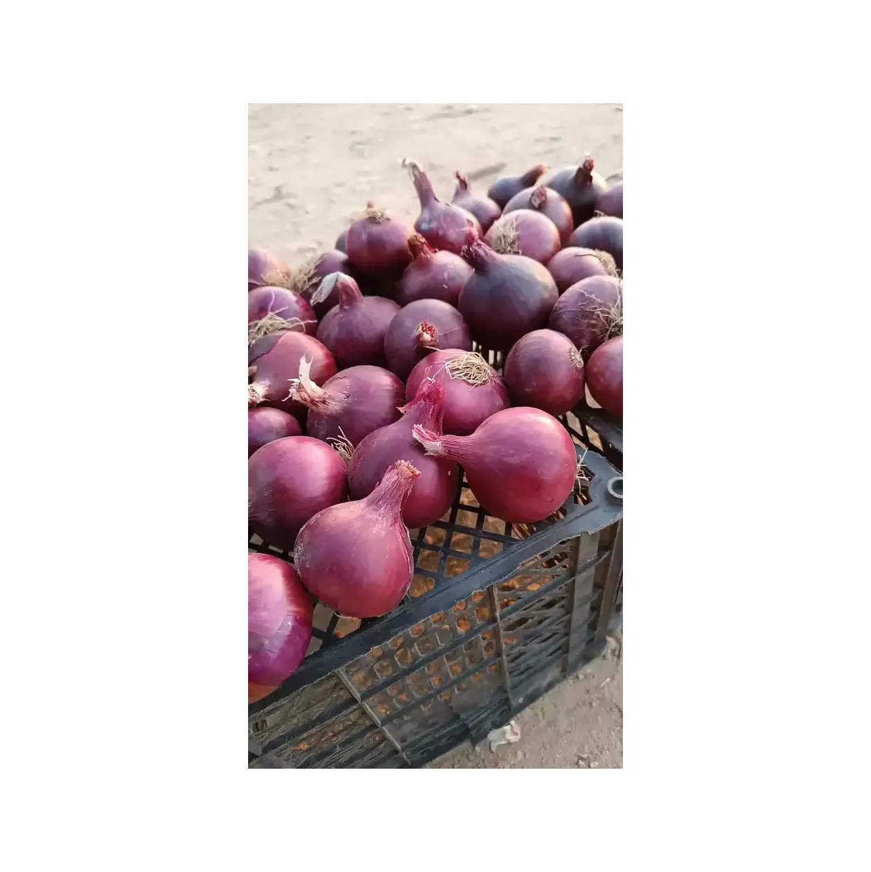Cipolla rossa fresca egiziana al miglior prezzo di alta qualità