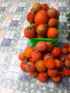 Fruits du jacquier surgelés de qualité supérieure provenant de fournisseurs du Vietnam à un prix abordable exportation en vrac - Product Image 3