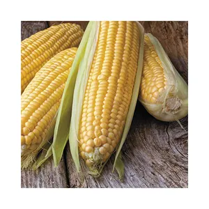 Producto agrícola Grano a granel Maíz seco amarillo Maíz seco Maíz amarillo seco con precio competitivo