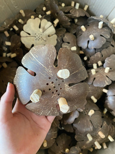 Eco2go Plateau à savon en coquille de noix de coco fait main du Vietnam pour salles de bain et lavabos pour hôtels - Product Image 6