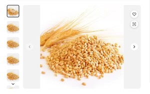 Grano de trigo de molienda suave de alta calidad de Rusia Tipos de variedad Trigo duro rojo de invierno y trigo blando - Product Image 4