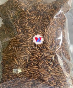 Gusanos de harina secos de alta proteína para aves y reptiles Suministro al por mayor/Katty - Product Image 5