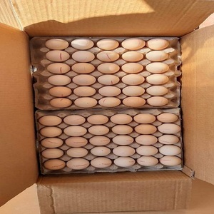 การฟักไข่ข้าม308 500และสดใหม่โต๊ะไข่ไก่ราคาส่วนลดซื้อด้วยความมั่นใจคุณภาพระดับพรีเมี่ยม - Product Image 2