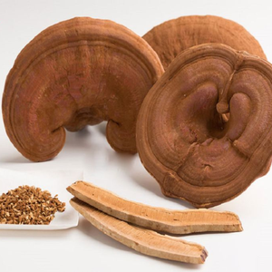 GANODERMA SETA ENTERA SECA | SUPLEMENTO NATURAL | CALIDAD DE EXPORTACIÓN A GRANEL - Product Image 1