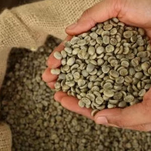 Specialty Arabica <b>Green</b> Coffee <b>Beans</b> Size 18 Grade A+ Vietnam Wholesale Bulk Export USDA Organic ISO 22000 Certifications 1000kg - Product Image 5