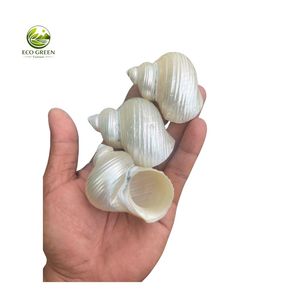 Coquillages Verts Turbo en Gros pour Crabes Hermites – Coquillages Marins Naturels Polis – Prix Usine - Product Image 6