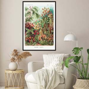 Ernst Haeckel's Modern Design 'Moss' <b>Poster</b> Art Forms in Nature Plate 72 Black Frame Paper Material - Product Image 1