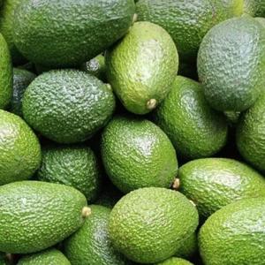 Avocat Hass frais de haute qualité - Goût sucré, haute qualité, meilleur prix, directement des producteurs - Product Image 4