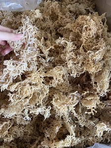 อิริชมอสแห้งออร์แกนิก / สาหร่าย Cottonii / สาหร่าย Eucheuma Cottonii - Product Image 6