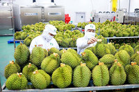Vietnamese Durian: Een Tropisch Genot/Vdelta Die Je Moet Proberen