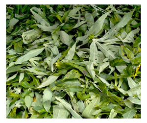 Auténticas hojas de yuca congeladas Premium BQF Vietnam Pedido a granel asequible Venta al por mayor Hojas de yuca para clientes internacionales - Product Image 2