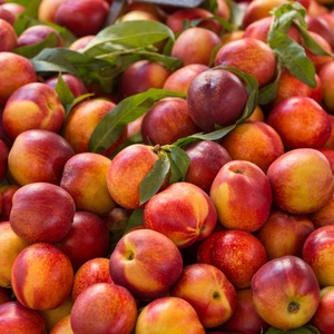 เนกทารีนแดงสดคุณภาพสูง - คุณภาพส่งออกเกรด 1 - เนื้อสีเหลืองหวาน - ผลไม้ไร้เมล็ด - ความหวานสูง 11% - เนกทารีนขายส่ง - Product Image 5