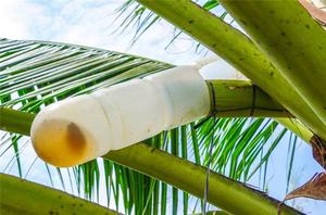 Nectar de fleur de coco vietnamien 100% naturel, goût délicieux, sirop pur de fleur de coco, édulcorant culinaire et pour boissons - Product Image 2