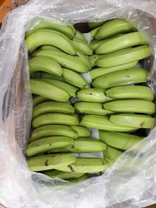 Premium Fresh <b>Bananas</b>, <b>Sweet</b> and Natural, Ideal for Snacking and Cooking, High-Quality Fruit, Bulk Orders Available, Authentic - Product Image 4