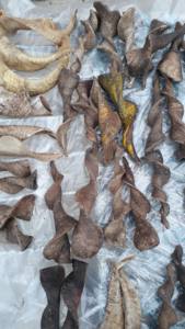 Bocina de cabra para animales y perros, bocina para masticar, el más vendido - Product Image 3