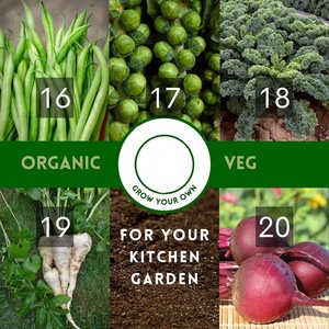 Organic 40 varietà di verdure per il giardino della cucina Design moderno stile appeso terrario usato frutta per la semina all'aperto - Product Image 4