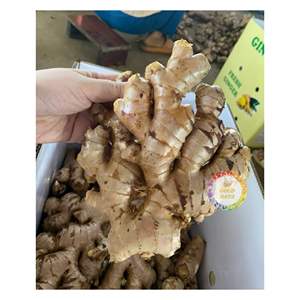 Calidad superior con el mejor precio Jengibre fresco de Vietnam Artículo de Venta caliente para la industria de cocina y bebidas Comercio global - Product Image 4