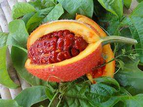 เมล็ด GAC ธรรมชาติที่อุดมไปด้วยไฟโตนิวเทรียนท์สำหรับภูมิคุ้มกันจากพืชช่วยเพิ่มความสมดุลของผิวหนังและร่างกาย - Product Image 3