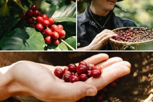 Café integral tostado Dalakon Da Lat al por mayor hecho en Vietnam bebidas sabrosas de alta calidad tostado medio - Product Image 6